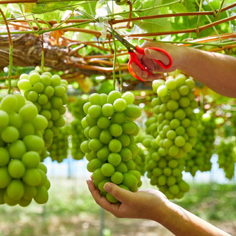 【ふるさと納税】【100箱限定】両手いっぱい 1房 800g プレミアム シャインマスカット 【令和8年産先行予約】FS24-816 くだもの 果物 フルーツ 山形 山形県 山形市 お取り寄せ 2026年産 サムネイル2