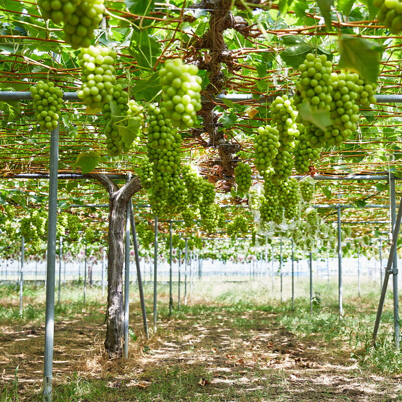 【ふるさと納税】【100箱限定】両手いっぱい 1房 800g プレミアム シャインマスカット 【令和8年産先行予約】FS24-816 くだもの 果物 フルーツ 山形 山形県 山形市 お取り寄せ 2026年産 サムネイル3