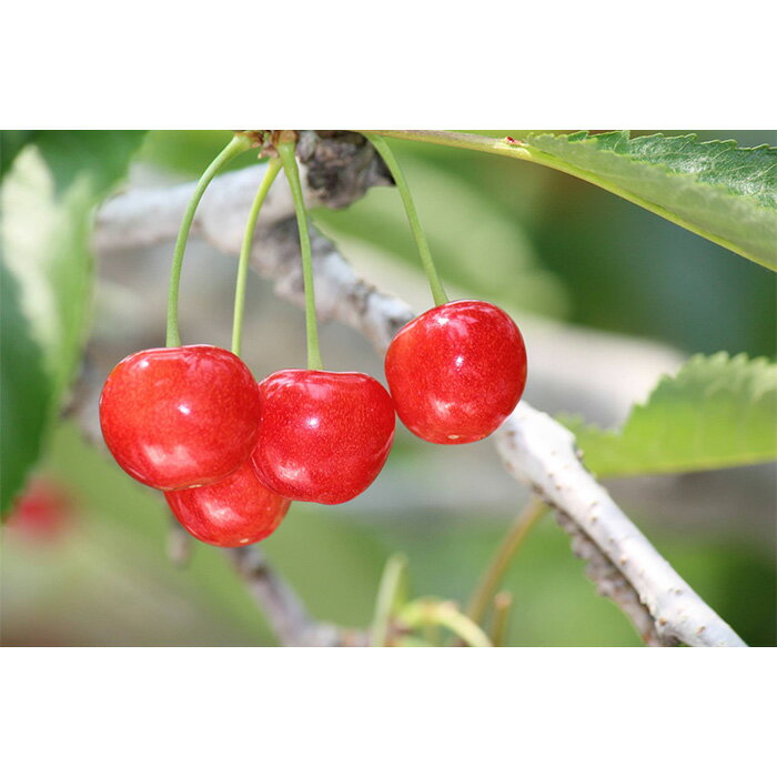 【ふるさと納税】★母の日★山形さくらんぼ 佐藤錦 300g 特秀品 Lサイズ スリーヴ化粧箱(5/4〜5/10着) 【令和8年産先行予約】FU19-723 くだもの 果物 フルーツ 山形 山形県 山形市 お取り寄せ 2026年産 サムネイル2