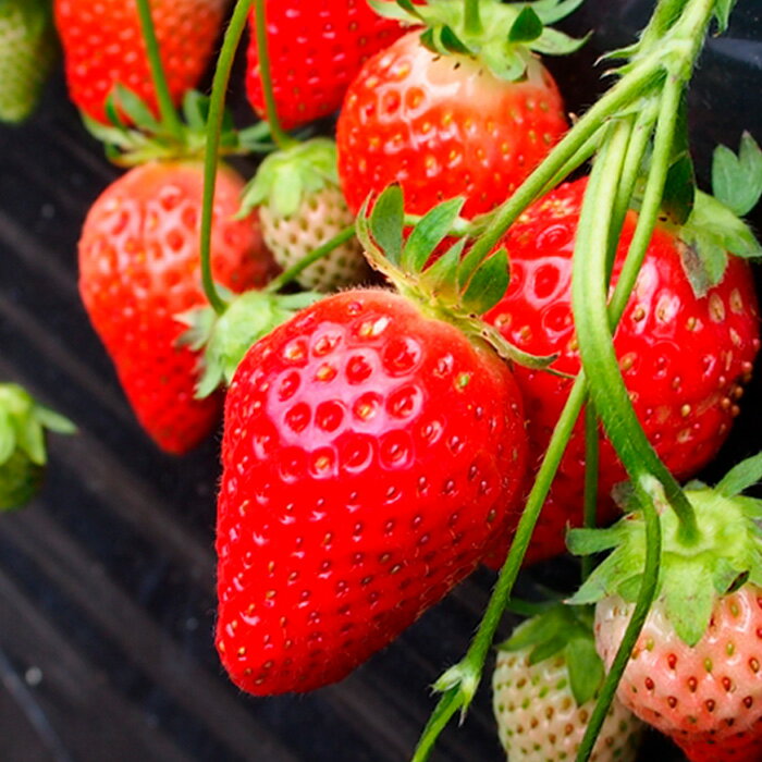 【ふるさと納税】【定期便3回】山形の果物トップ3 【令和8年産先行予約】FS25-610 くだもの 果物 フルーツ 山形 山形県 山形市 お取り寄せ 2026年産 サムネイル2