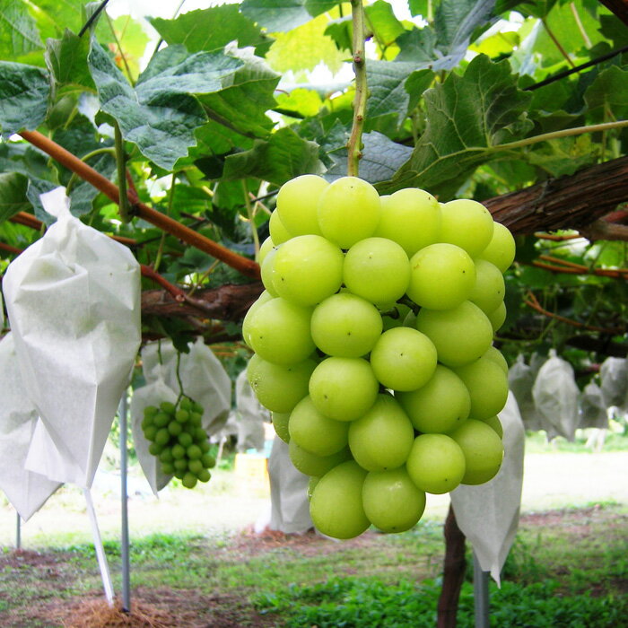 【ふるさと納税】☆フルーツ王国山形☆シャインマスカット 秀品 700g以上(1〜2房)[9月お届け] 【令和8年産先行予約】FS23-733くだもの 果物 フルーツ 山形 山形県 山形市 お取り寄せ 先行予約 2026年産 サムネイル2