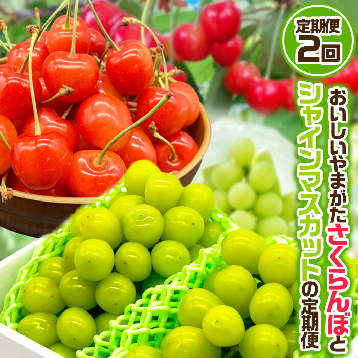 【定期便2回】おいしいやまがた さくらんぼとシャインマスカットの2回定期便【令和8年産先行予約】FS24-530くだもの 果物 フルーツ 山形 山形県 山形市 お取り寄せ 先行予約 2026年産