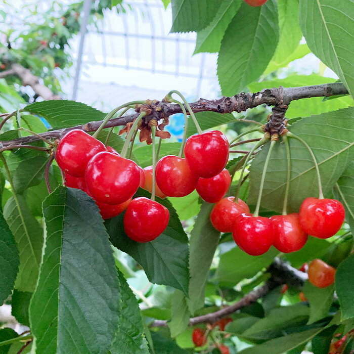 【ふるさと納税】【定期便2回】おいしいやまがた さくらんぼとシャインマスカットの2回定期便【令和8年産先行予約】FS24-530くだもの 果物 フルーツ 山形 山形県 山形市 お取り寄せ 先行予約 2026年産 サムネイル2