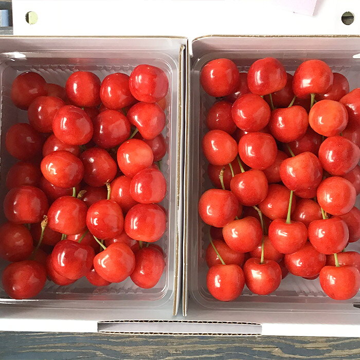 【ふるさと納税】2026年6月発送開始【定期便6回】山形市産 厳選フルーツ定期便【令和8年産先行予約】FS24-589くだもの 果物 フルーツ 山形 山形県 山形市 お取り寄せ 先行予約 2026年産 サムネイル2