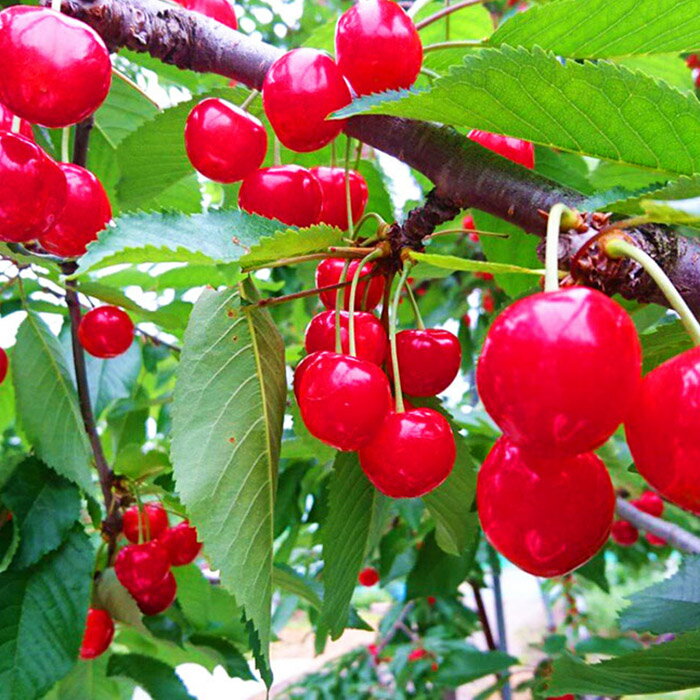 【ふるさと納税】2026年6月発送開始【定期便6回】山形市産 厳選フルーツ定期便【令和8年産先行予約】FS24-589くだもの 果物 フルーツ 山形 山形県 山形市 お取り寄せ 先行予約 2026年産 サムネイル3