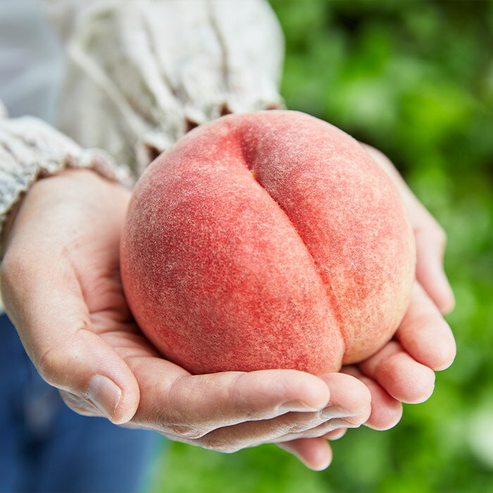 【ふるさと納税】【定期便4回】ふるさと山形のおいしい定期便 【令和8年産先行予約】FU23-765 くだもの 果物 フルーツ 山形 山形県 山形市 お取り寄せ 2026年産 サムネイル3