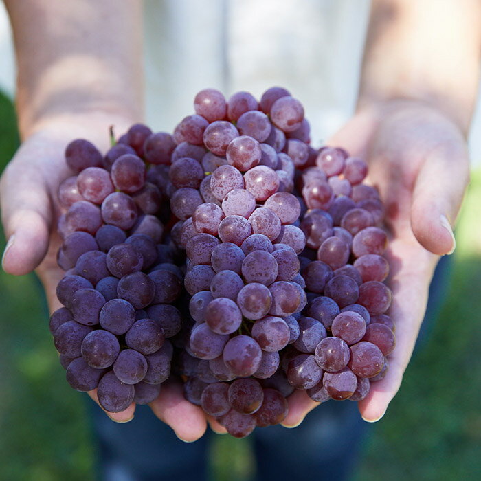 【ふるさと納税】【定期便3回】3種類のぶどうが楽しめる！山形 旬のぶどう三昧 【令和8年産先行予約】FS25-659 くだもの 果物 フルーツ 山形 山形県 山形市 お取り寄せ 2026年産 サムネイル2