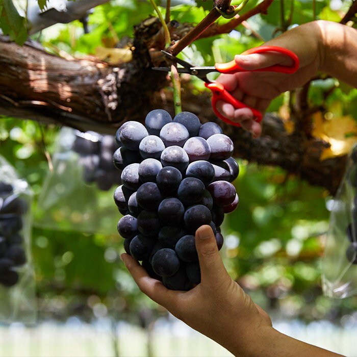 【ふるさと納税】【定期便3回】3種類のぶどうが楽しめる！山形 旬のぶどう三昧 【令和8年産先行予約】FS25-659 くだもの 果物 フルーツ 山形 山形県 山形市 お取り寄せ 2026年産 サムネイル3