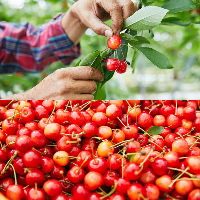 【ふるさと納税】【定期便6回】どちらがお好き？人気の美味しいくだもの食べ比べ定期便 【令和8年産先行予約】FS23-772 くだもの 果物 フルーツ 山形 山形県 山形市 お取り寄せ 2026年産 サムネイル2