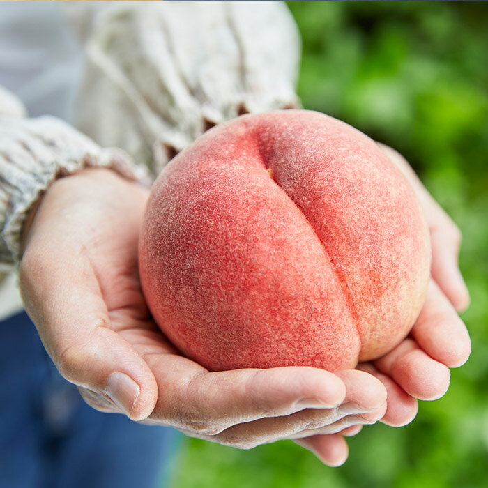 【ふるさと納税】【定期便5回】ふるさと山形のプレミアム定期便 part2 【令和8年産先行予約】FS25-646 くだもの 果物 フルーツ 山形 山形県 山形市 お取り寄せ 2026年産 サムネイル3