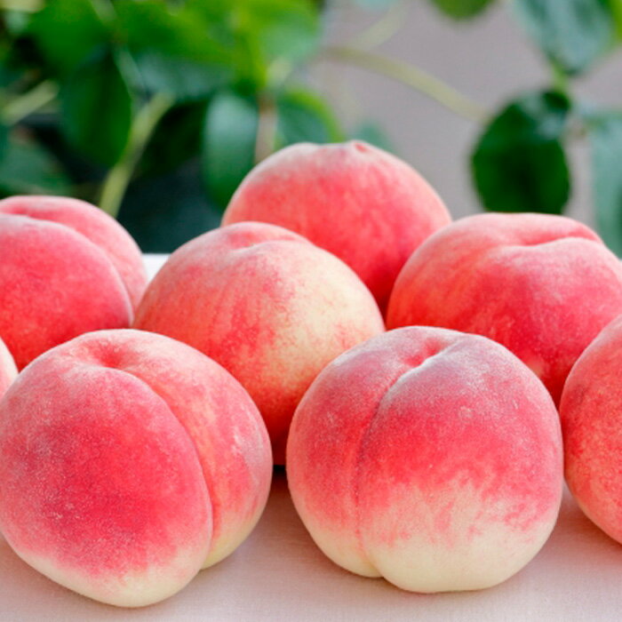 【ふるさと納税】山形産 硬めの白桃と黄桃　約3kgセット（6〜14玉)　秀品 【令和8年産先行予約】FS23-779 くだもの 果物 フルーツ 山形 山形県 山形市 お取り寄せ 2026年産 サムネイル2