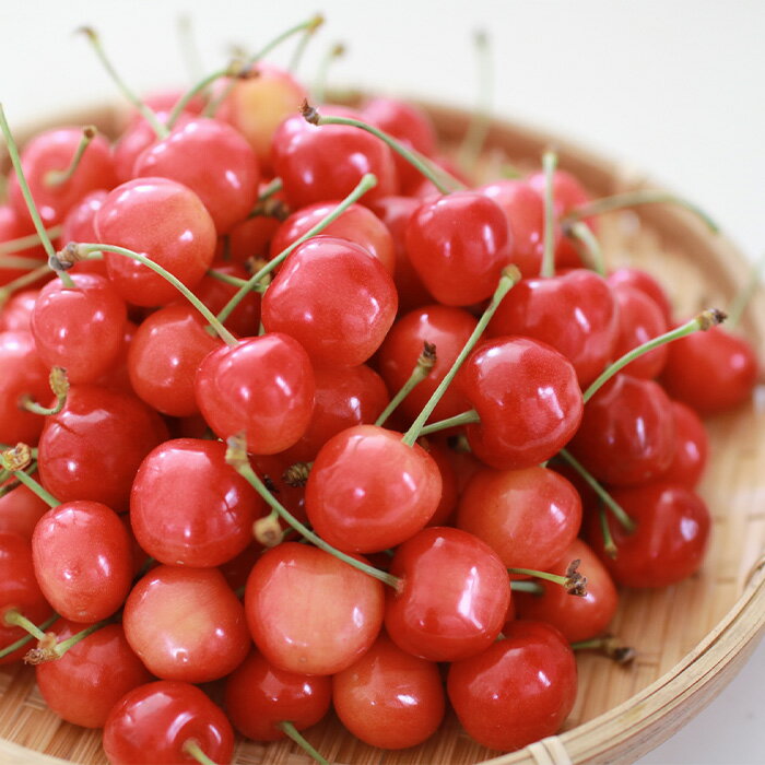 【ふるさと納税】【定期便2回】山形の いちご&さくらんぼ【令和8年産先行予約】FS24-521くだもの 果物 フルーツ 山形 山形県 山形市 お取り寄せ 先行予約 2026年産 サムネイル3