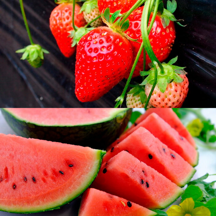 【ふるさと納税】【定期便6回】春夏秋冬・彩りフルーツ 【令和8年産先行予約】FU23-796 くだもの 果物 フルーツ 山形 山形県 山形市 お取り寄せ 2026年産 サムネイル2