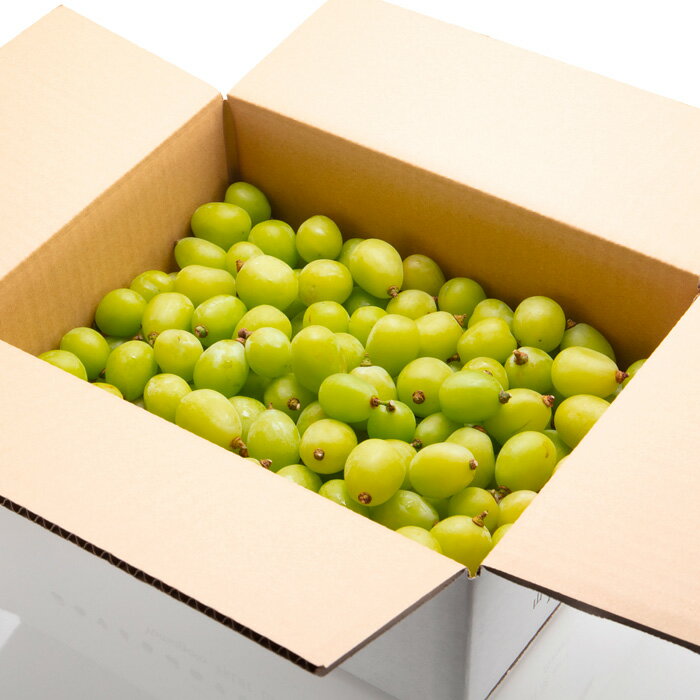 【ふるさと納税】【定期便2回】山形の　シャインマスカット＆ラ・フランス【令和8年産先行予約】FU23-798くだもの 果物 フルーツ 山形 山形県 山形市 お取り寄せ 先行予約 2026年産 サムネイル2