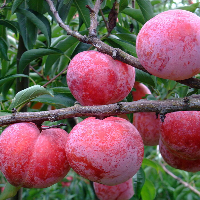 【ふるさと納税】やまがたのプラム 秋姫(あきひめ) 秀品 約1.4kg(6〜12玉程度) 【令和8年産先行予約】FS23-815 くだもの 果物 フルーツ 山形 山形県 山形市 お取り寄せ 2026年産 サムネイル2