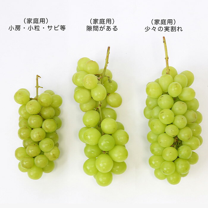 【ふるさと納税】[訳あり]やまがたのぶどう シャインマスカット 10月 優品 約1kg(1〜3房程度) 【令和8年産先行予約】FS23-819 くだもの 果物 フルーツ 山形 山形県 山形市 お取り寄せ 2026年産 サムネイル2