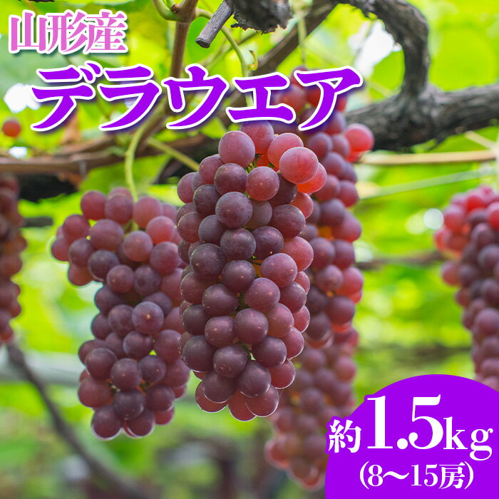 やまがたのぶどう デラウェア 7月・8月 秀品 約1.5kg(8〜15房程度) 【令和8年産先行予約】FS23-820 くだもの 果物 フルーツ 山形 山形県 山形市 お取り寄せ 2026年産