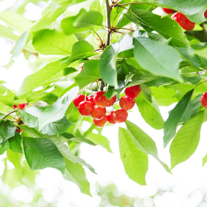 【ふるさと納税】【定期便4回】人気です！うまい山形フルーツ定期便 Aコース 【令和8年産先行予約】FS23-851 くだもの 果物 フルーツ 山形 山形県 山形市 お取り寄せ 2026年産 サムネイル2