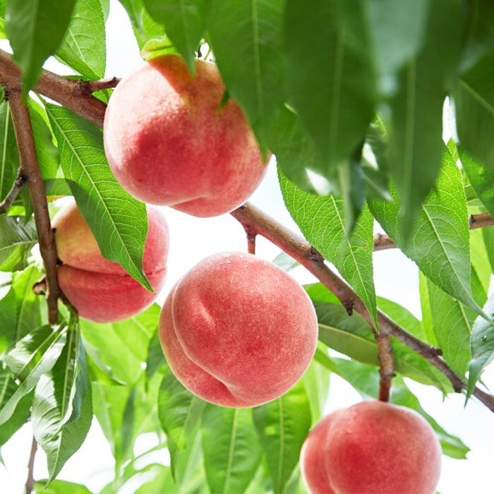 【ふるさと納税】【定期便4回】人気です！うまい山形フルーツ定期便 Aコース 【令和8年産先行予約】FS23-851 くだもの 果物 フルーツ 山形 山形県 山形市 お取り寄せ 2026年産 サムネイル3