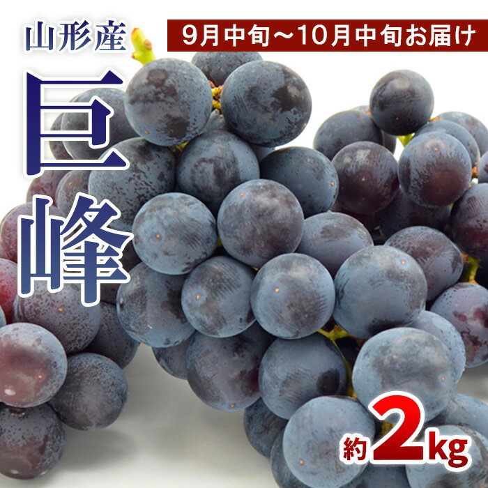 山形のぶどう 巨峰 秀品 約2kg(3〜6房)[9月中旬〜10月中旬お届け]【令和8年産先行予約】FS24-652くだもの 果物 フルーツ 山形 山形県 山形市 お取り寄せ 先行予約 2026年産