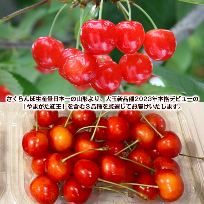 【ふるさと納税】【定期便3回】数量限定 山形さくらんぼ 厳選3品味くらべ 【令和8年産先行予約】FS23-865 くだもの 果物 フルーツ 山形 山形県 山形市 2026年産 サムネイル2