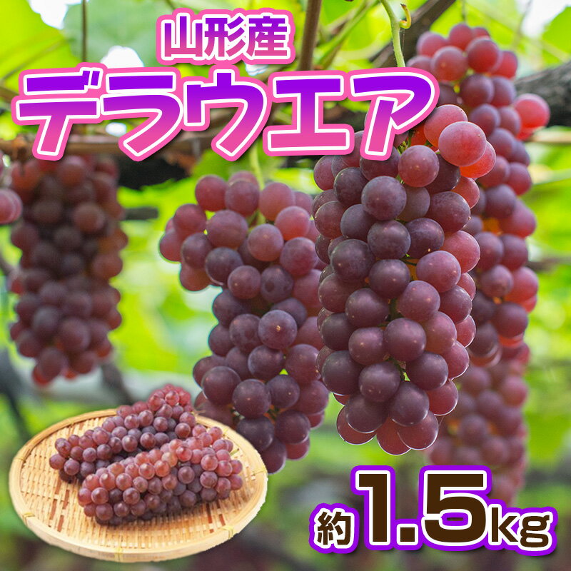 デラウエア 秀品 約1.5kg(5〜10房)【令和8年産先行予約】FS23-881くだもの 果物 フルーツ 山形 山形県 山形市 お取り寄せ 先行予約 2026年産