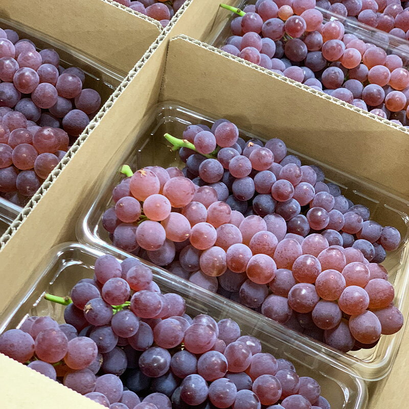 【ふるさと納税】デラウエア 秀品 約1.5kg(5〜10房)【令和8年産先行予約】FS23-881くだもの 果物 フルーツ 山形 山形県 山形市 お取り寄せ 先行予約 2026年産 サムネイル2