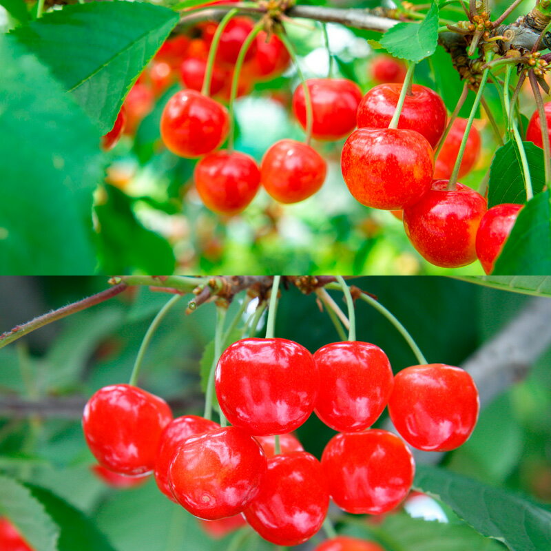 【ふるさと納税】【定期便5回】山形果実のふるさと便 おためしサイズ【令和8年産先行予約】FU23-882くだもの 果物 フルーツ 山形 山形県 山形市 お取り寄せ 先行予約 2026年産 サムネイル2