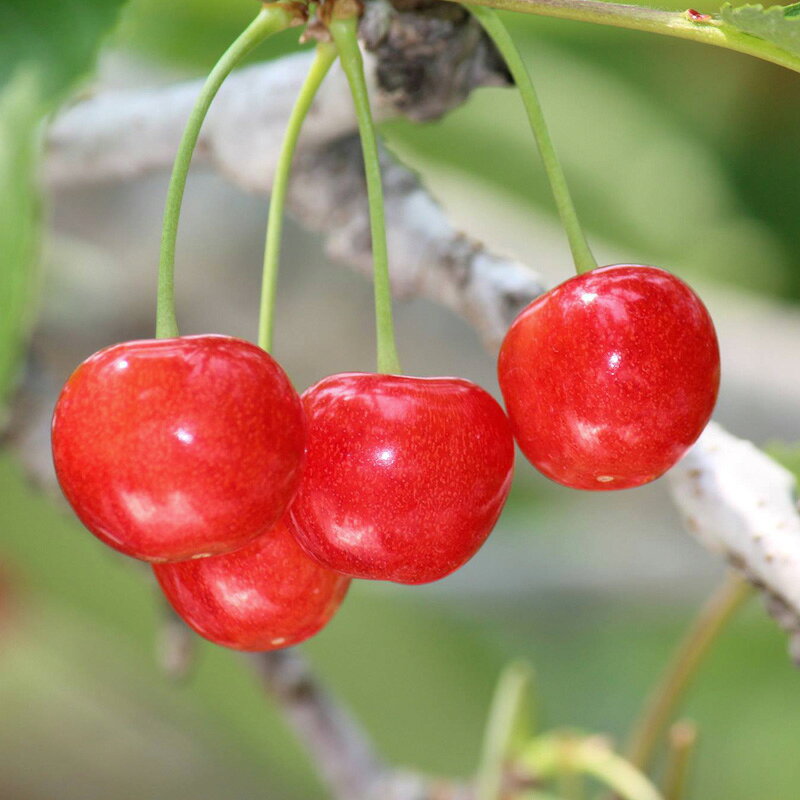 【ふるさと納税】☆フルーツ王国山形☆さくらんぼ 紅秀峰 Lサイズ 540g(180g×3P) 【令和8年産先行予約】FS25-004 サムネイル2