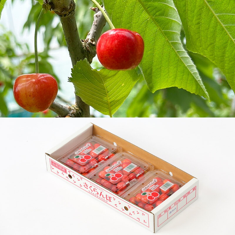 【ふるさと納税】☆フルーツ王国山形☆さくらんぼ 紅秀峰 Lサイズ 540g(180g×3P) 【令和8年産先行予約】FS25-004 サムネイル3