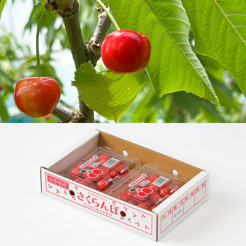 【ふるさと納税】☆フルーツ王国山形☆さくらんぼ 紅秀峰 Lサイズ 360g(180g×2P) 【令和8年産先行予約】FS25-005 サムネイル3