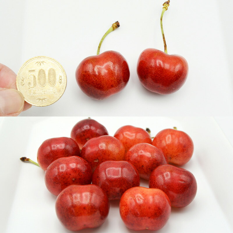 【ふるさと納税】やまがた紅王 約360g 2～3Lサイズ (180g×2パック) 【令和8年産先行予約】FS25-019 サムネイル2