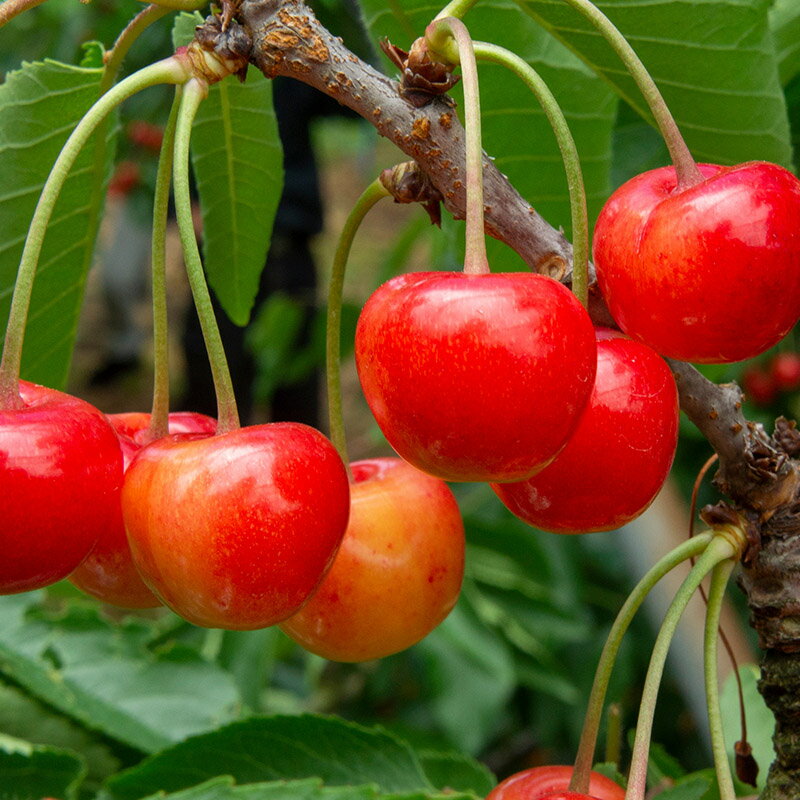 【ふるさと納税】山形市産 さくらんぼ(紅秀峰)L 540g(180g×3) 【令和8年産先行予約】FS25-029 サムネイル3