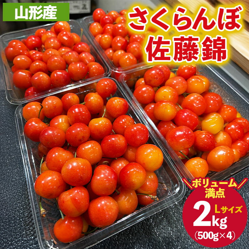 ご家庭みんなで楽しむ2kg！さくらんぼ 佐藤錦 Lサイズ 2kg (500g×4パック入り) 【令和8年産先行予約】FS25-031