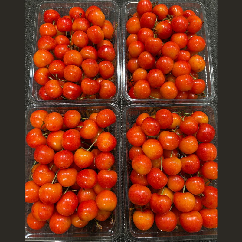 【ふるさと納税】ご家庭みんなで楽しむ2kg！さくらんぼ 佐藤錦 Lサイズ 2kg (500g×4パック入り) 【令和8年産先行予約】FS25-031 サムネイル2