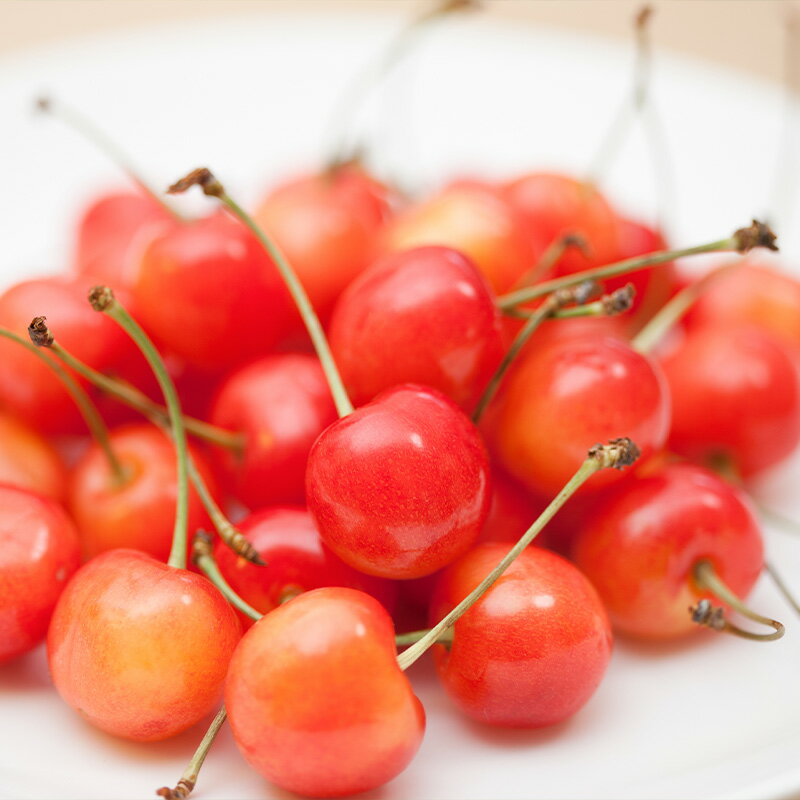 【ふるさと納税】さくらんぼ(佐藤錦) Lサイズ 540g(180g×3パック) 【令和8年産先行予約】FS25-045 サムネイル2