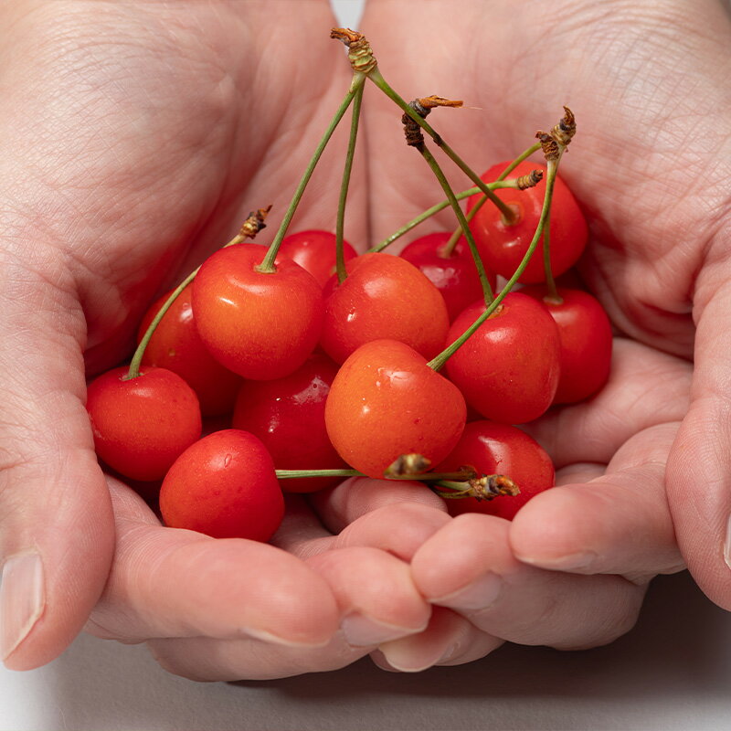 【ふるさと納税】山形さくらんぼ (祝)栽培150周年記念！佐藤錦 360g L玉 数量限定！【令和8年産先行予約】FS25-061 サムネイル2