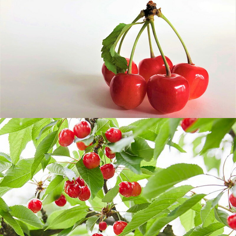 【ふるさと納税】山形さくらんぼ (祝)栽培150周年記念！佐藤錦 360g L玉 数量限定！【令和8年産先行予約】FS25-061 サムネイル3