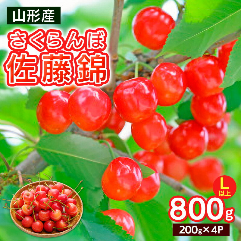 さくらんぼ Lサイズ以上 佐藤錦 800g(200g×4パック)【令和8年産先行予約】FS25-066