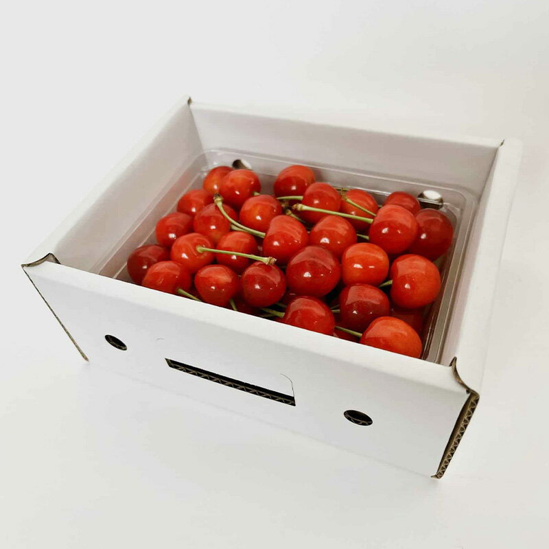 【ふるさと納税】山形さくらんぼ (祝)栽培150周年記念！佐藤錦 500g L玉 数量限定！【令和8年産先行予約】FS25-068 サムネイル2