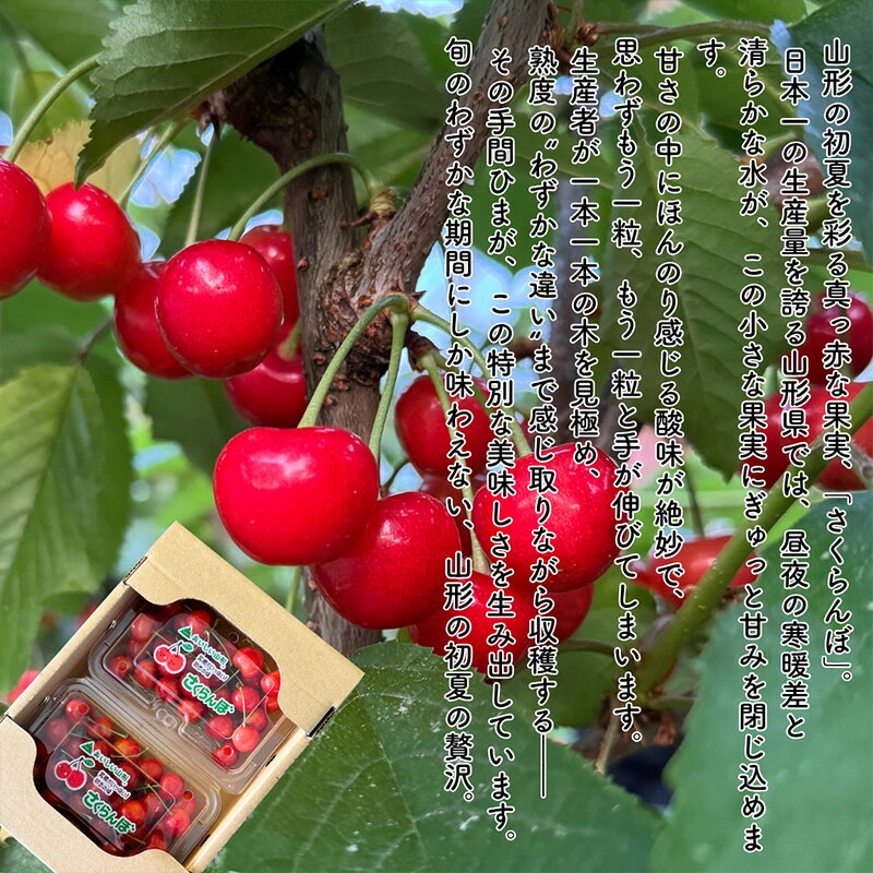 【ふるさと納税】【定期便5回】やまがたを堪能！イチオシ定期便【令和8年産先行予約】FS25-086 サムネイル3