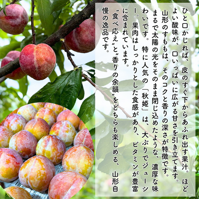 【ふるさと納税】やまがた果実めぐり ―白桃と秋姫― 約3kg 秀品【令和8年産先行予約】FS25-090 サムネイル2
