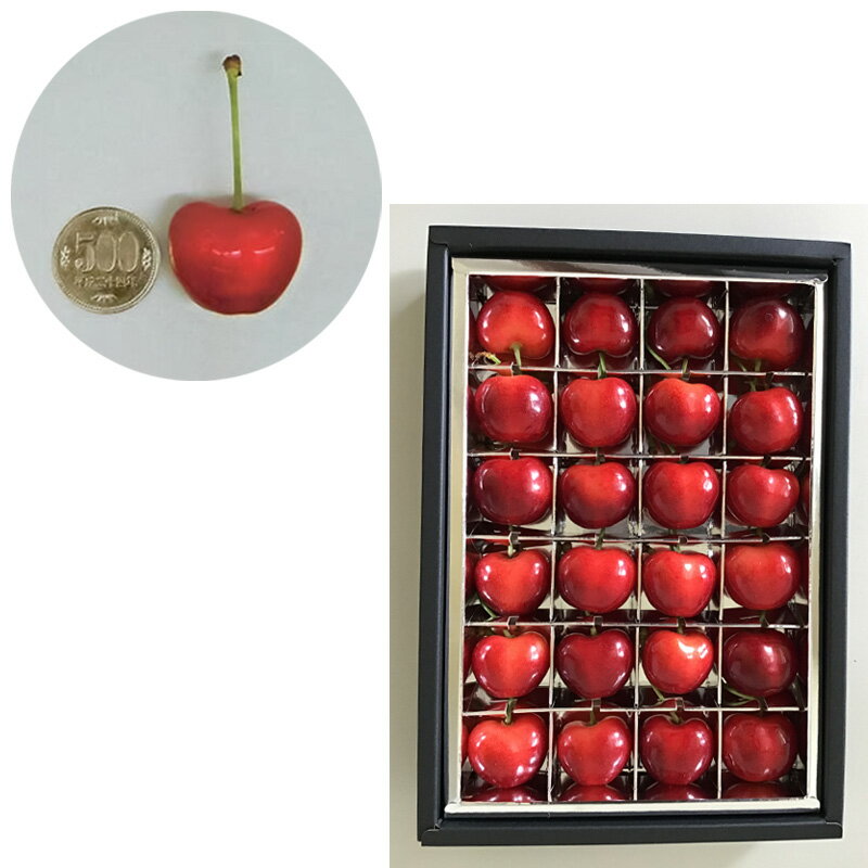 【ふるさと納税】山形市産 さくらんぼ 温室栽培【やまがた紅王 特秀品】2L・3L混合 24粒【令和8年産先行予約】FS25-094 サムネイル2