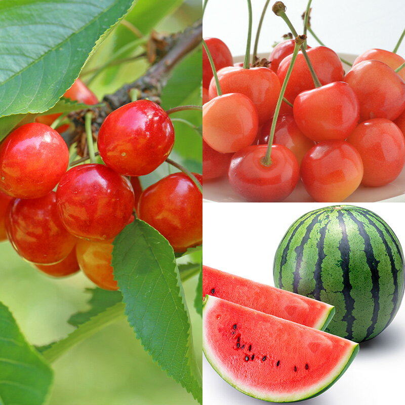 【ふるさと納税】【定期便10回】好きですやまがたまるごと！果実のおもてなし 10選【令和8年産先行予約】FS25-101 サムネイル2