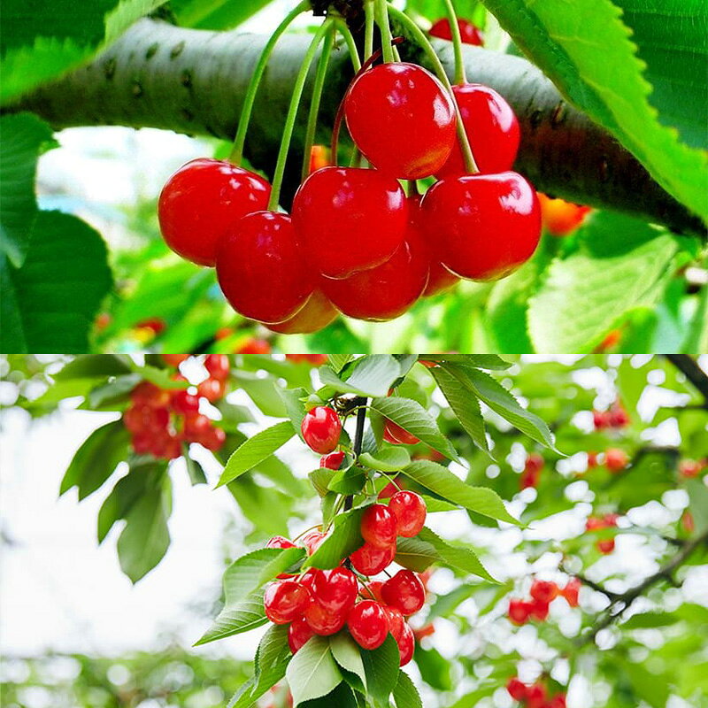 【ふるさと納税】山形さくらんぼ (祝)栽培150周年記念！紅秀峰 500g L玉 数量限定！【令和8年産先行予約】FS25-111 サムネイル3