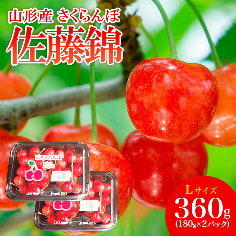 山形産 さくらんぼ 特選 佐藤錦 L 360g(180g×2パック入) 【令和8年産先行予約】FS25-503 くだもの 果物 フルーツ 山形 山形県 山形市 お取り寄せ 2026年産