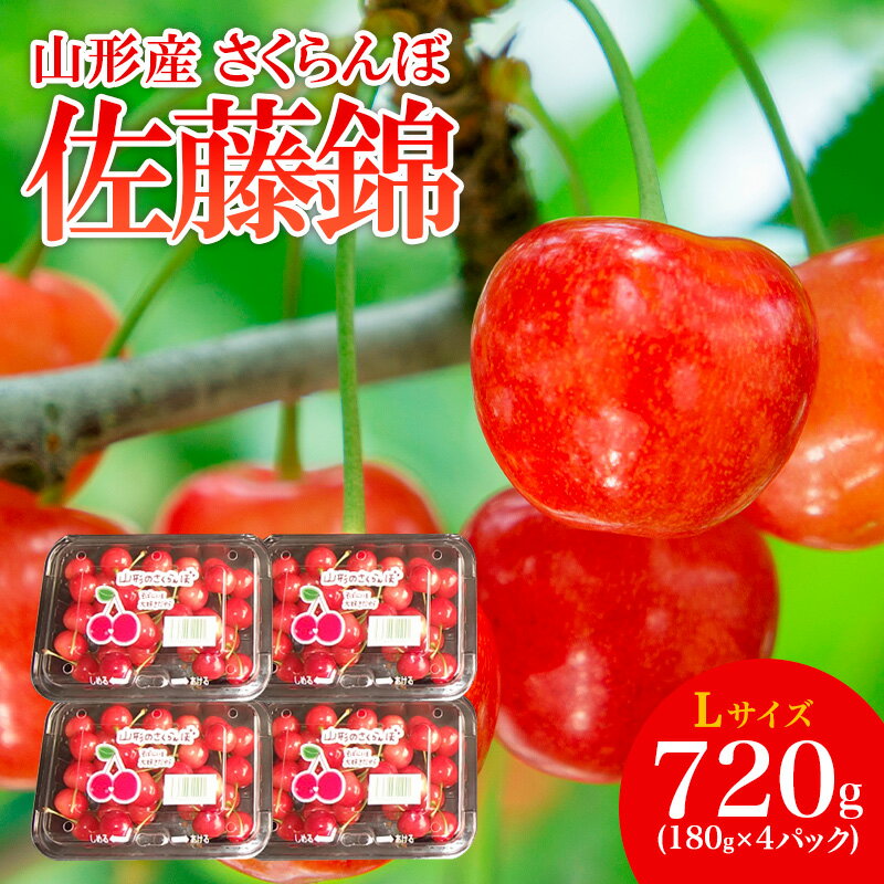 山形産 さくらんぼ 佐藤錦 L 720g(180g×4パック) 【令和8年産先行予約】FS25-504 くだもの 果物 フルーツ 山形 山形県 山形市 お取り寄せ 2026年産