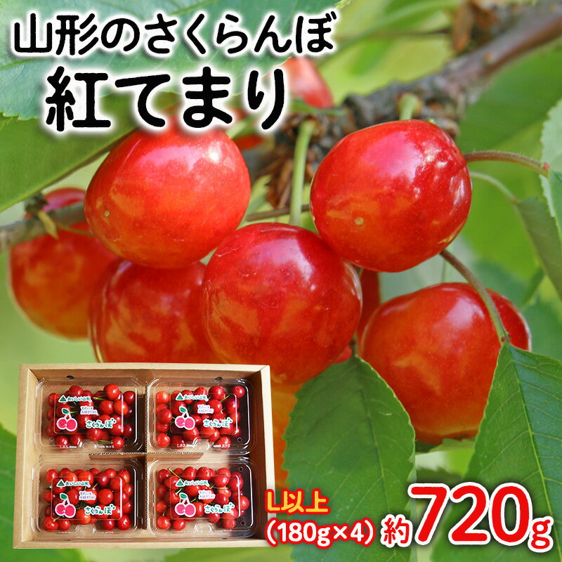 山形のさくらんぼ 紅てまり Lサイズ以上 720g(180g×4) 【令和8年産先行予約】FS25-524 くだもの 果物 フルーツ 山形 山形県 山形市 お取り寄せ 2026年産