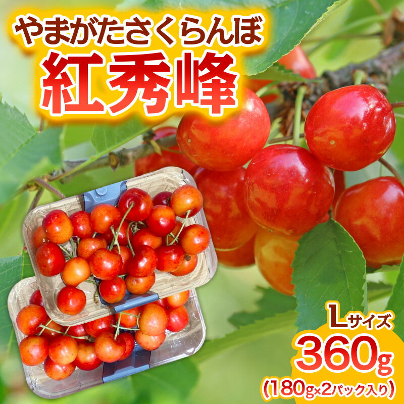 やまがた さくらんぼ 紅秀峰 Lサイズ 360g(180g×2パック入り) 1箱【令和8年産先行予約】FS25-575 くだもの 果物 フルーツ 山形 山形県 山形市 お取り寄せ 2026年産