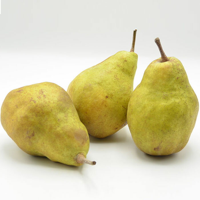 【ふるさと納税】山形の洋梨 シルバーベル 秀品 約5kg(6〜20玉) fz23-312 サムネイル2